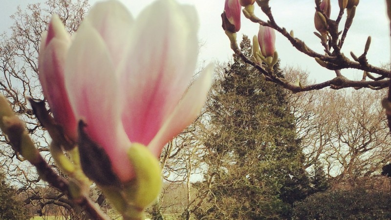 buds
